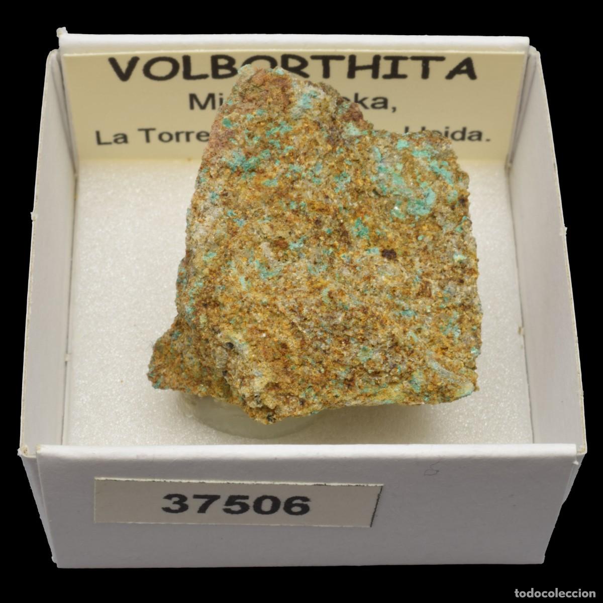 Collectionnisme de min&eacute;raux: VOLBORTHITA (Mina Eureka, La Torre de Capdella, Lleida, Espa&ntilde;a) #37506
