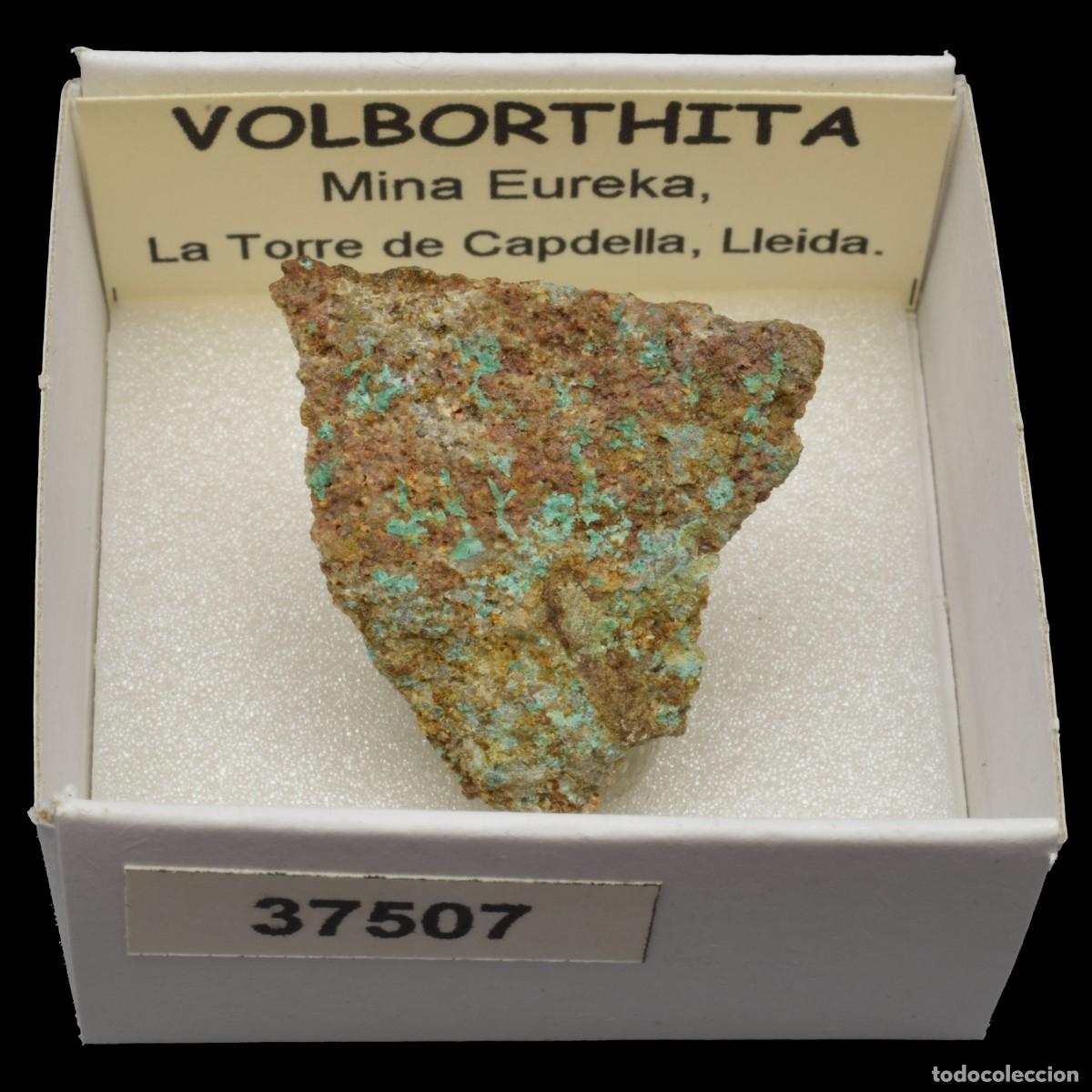 Mineral collecting: VOLBORTHITA (Mina Eureka, La Torre de Capdella, Lleida, Espa&ntilde;a) #37507