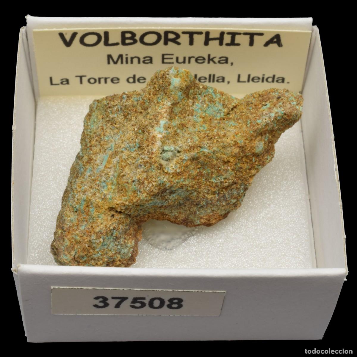 Mineral collecting: VOLBORTHITA (Mina Eureka, La Torre de Capdella, Lleida, Espa&ntilde;a) #37508
