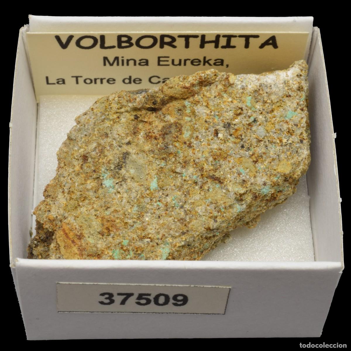 Mineral collecting: VOLBORTHITA (Mina Eureka, La Torre de Capdella, Lleida, Espa&ntilde;a) #37509
