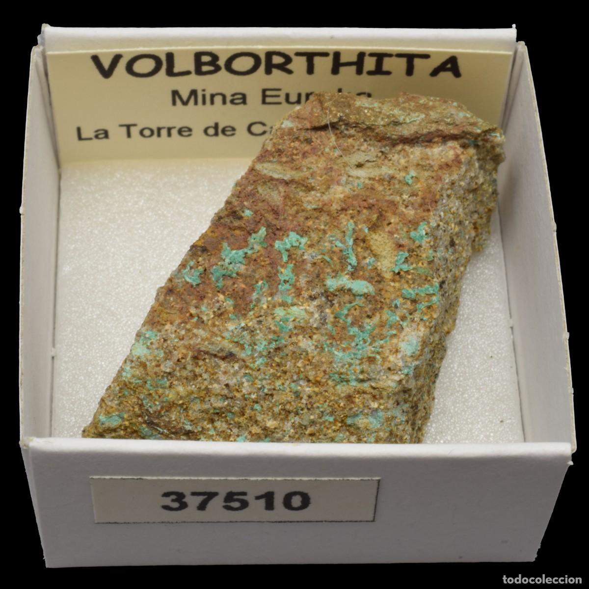 Collezionismo di minerali: VOLBORTHITA (Mina Eureka, La Torre de Capdella, Lleida, Espa&ntilde;a) #37510