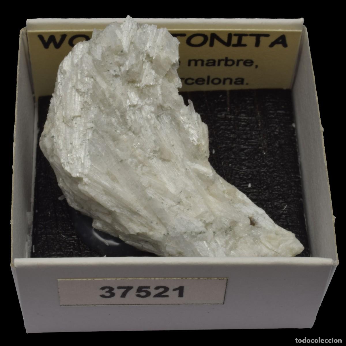 Coleccionismo de minerales: WOLLASTONITA (Pedreres de Marbre, Gualba, Barcelona, Espa&ntilde;a) #37521