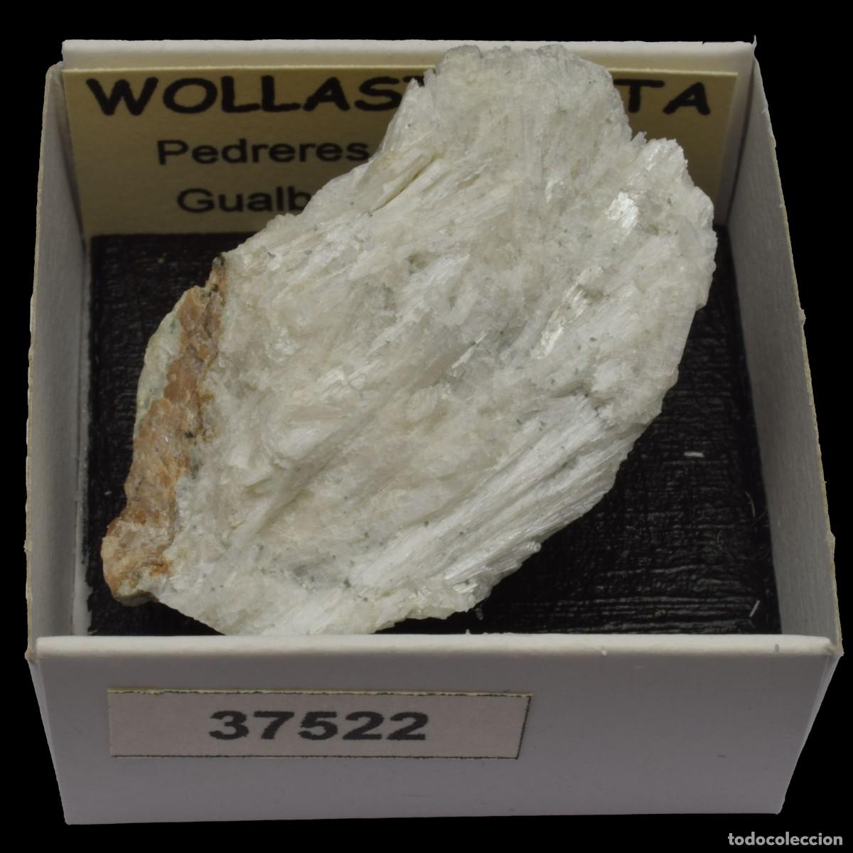 Coleccionismo de minerales: WOLLASTONITA (Pedreres de Marbre, Gualba, Barcelona, Espa&ntilde;a) #37522