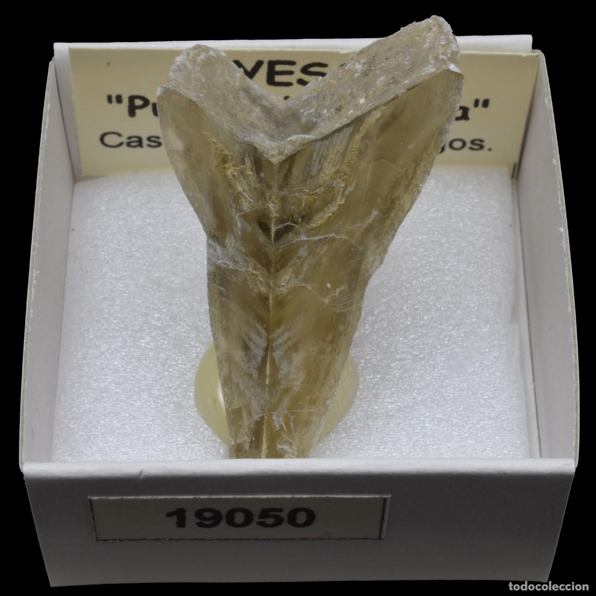 Coleccionismo de minerales: YESO Punta de flecha (Castrillo del Val, Burgos, Espa&ntilde;a) #19050