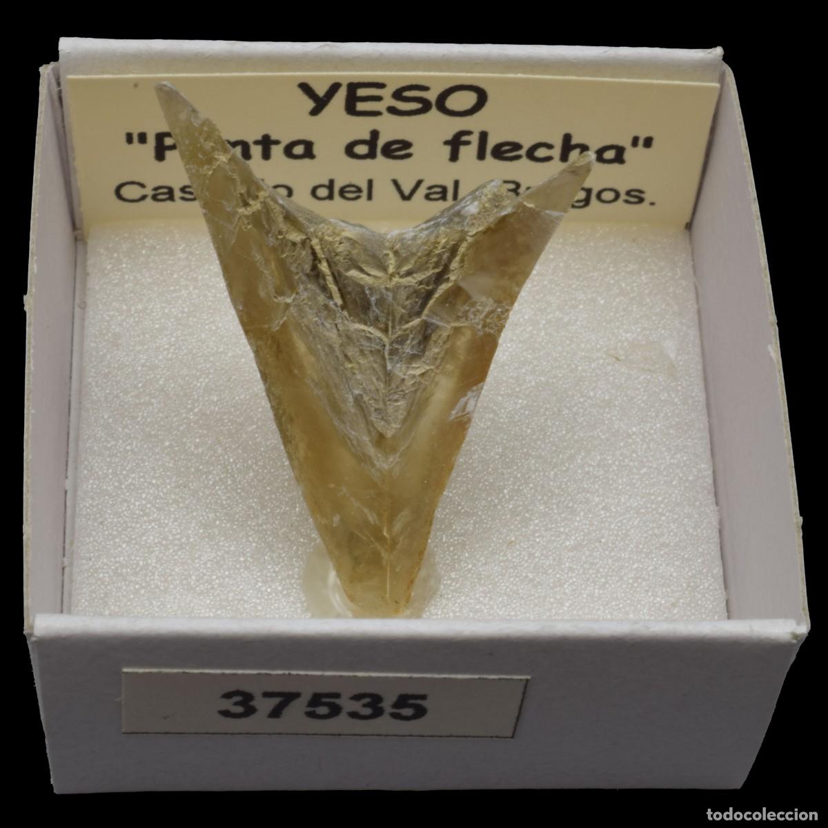 Coleccionismo de minerales: YESO Punta de flecha (Castrillo del Val, Burgos, Espa&ntilde;a) #37535