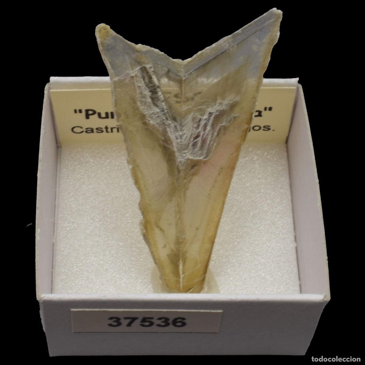 Coleccionismo de minerales: YESO Punta de flecha (Castrillo del Val, Burgos, Espa&ntilde;a) #37536