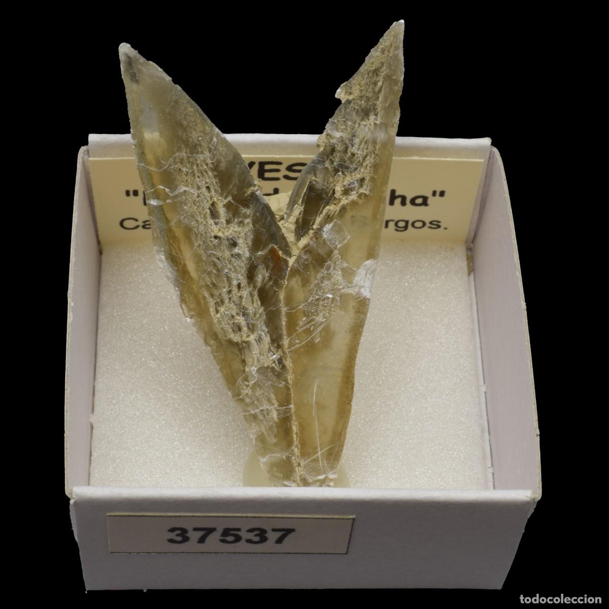 Coleccionismo de minerales: YESO Punta de flecha (Castrillo del Val, Burgos, Espa&ntilde;a) #37537