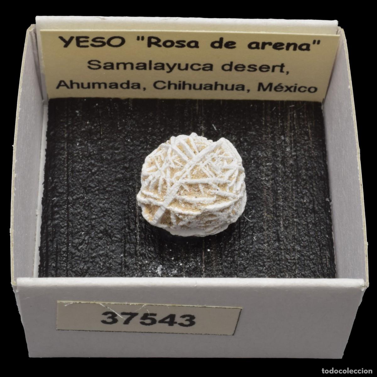 Collectionnisme de min&eacute;raux: YESO &rdquo;Rosa de arena&rdquo; (Desierto de Samalayuca, Ahumada, Chihuahua, Mexico) #37543