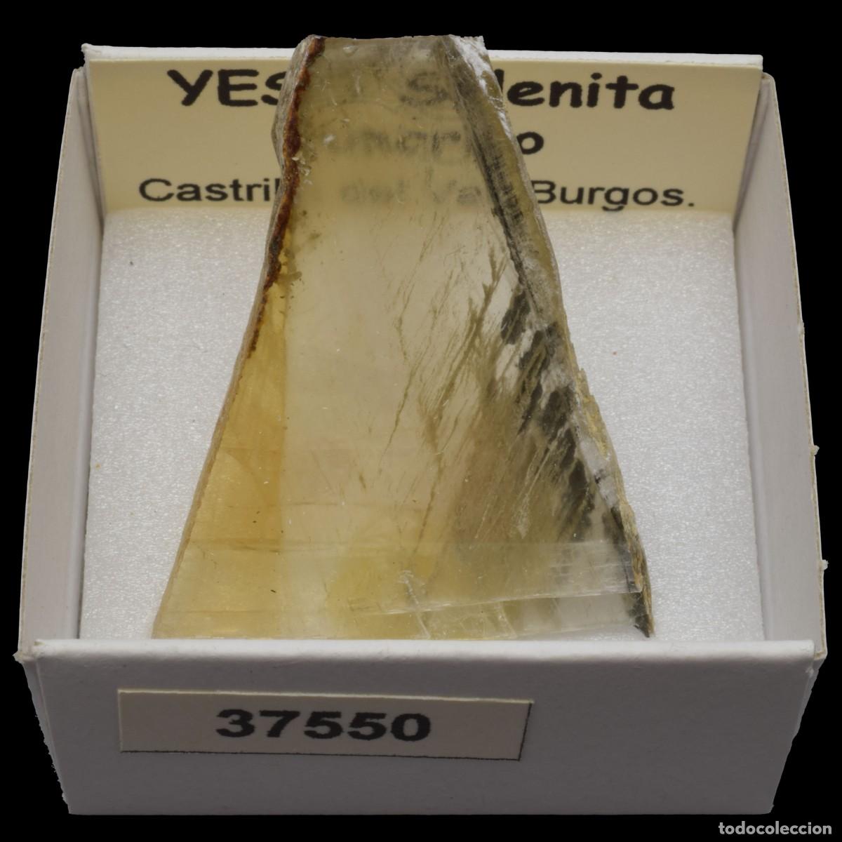 Sammlung von Mineralien: YESO Selenita amarillo (Castrillo del Val, Burgos, Espa&ntilde;a) #37550