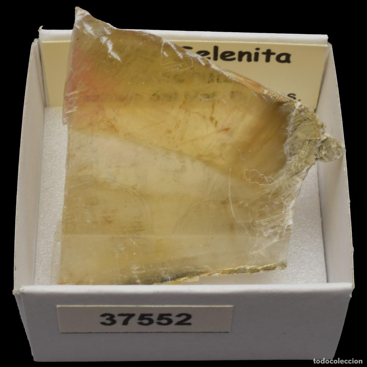 Sammlung von Mineralien: YESO Selenita amarillo (Castrillo del Val, Burgos, Espa&ntilde;a) #37552