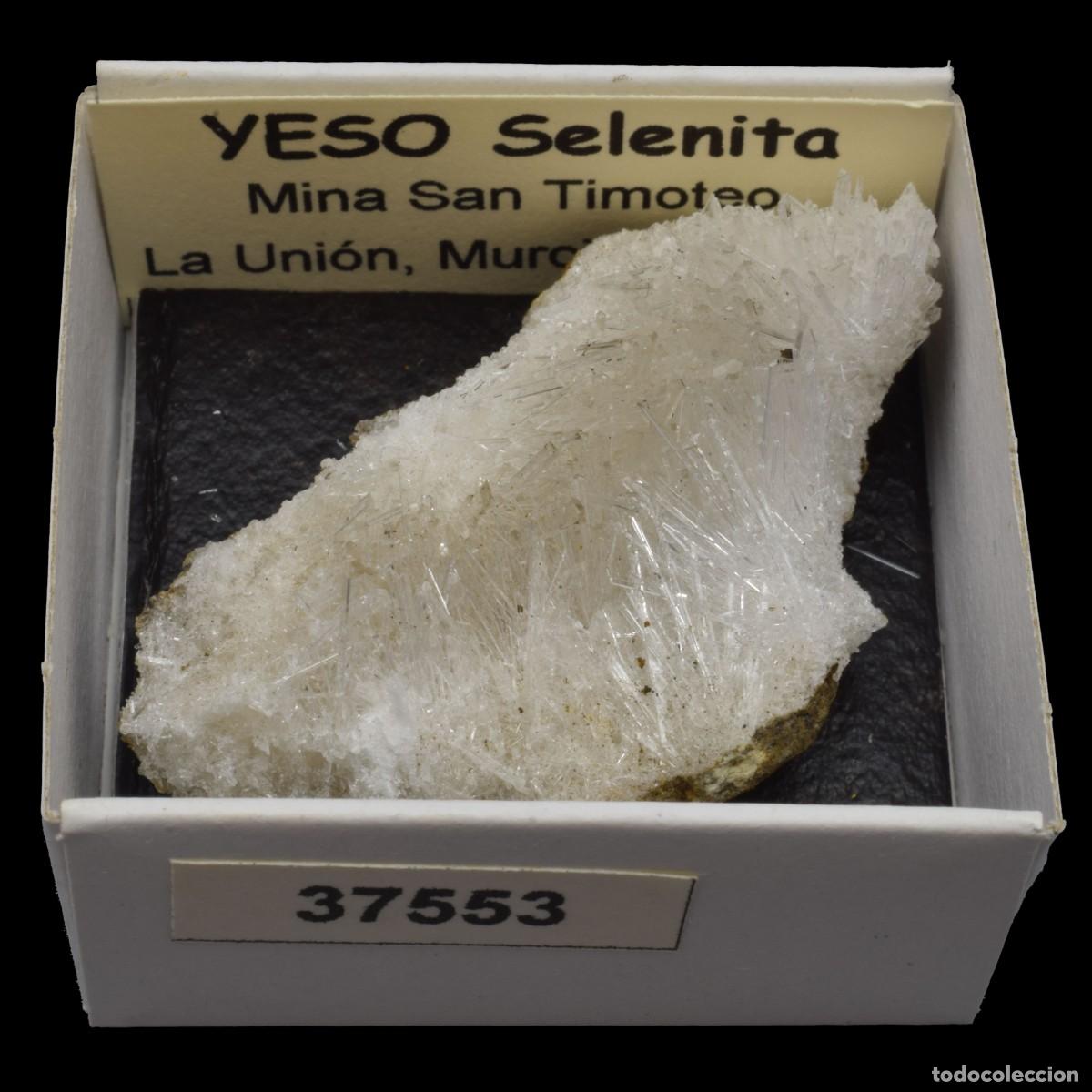 Coleccionismo de minerales: YESO Selenita xx (Mina San Timoteo, Pico del Aguila, Cartagena, Murcia, Espa&ntilde;a) #37553