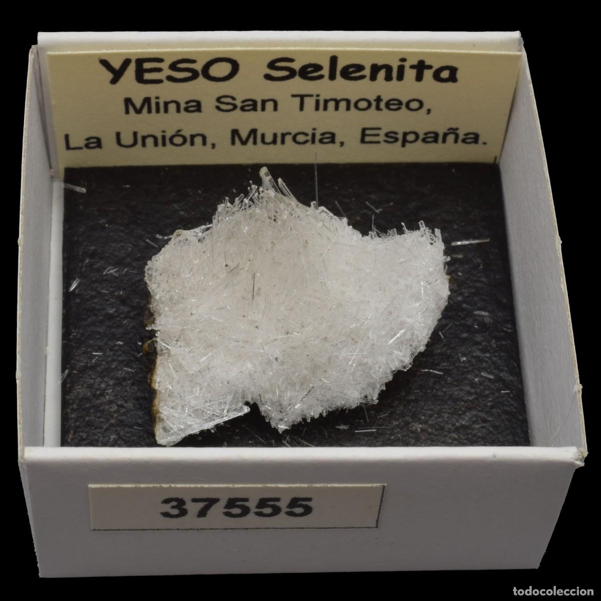 Collezionismo di minerali: YESO Selenita xx (Mina San Timoteo, Pico del Aguila, Cartagena, Murcia, Espa&ntilde;a) #37555