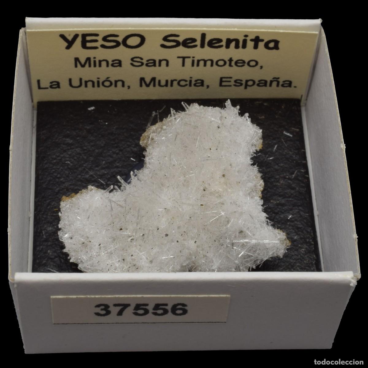 Coleccionismo de minerales: YESO Selenita xx (Mina San Timoteo, Pico del Aguila, Cartagena, Murcia, Espa&ntilde;a) #37556