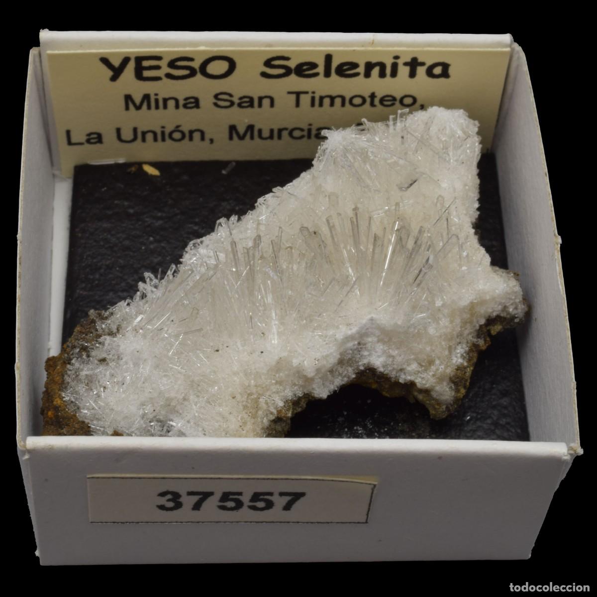 Coleccionismo de minerales: YESO Selenita xx (Mina San Timoteo, Pico del Aguila, Cartagena, Murcia, Espa&ntilde;a) #37557