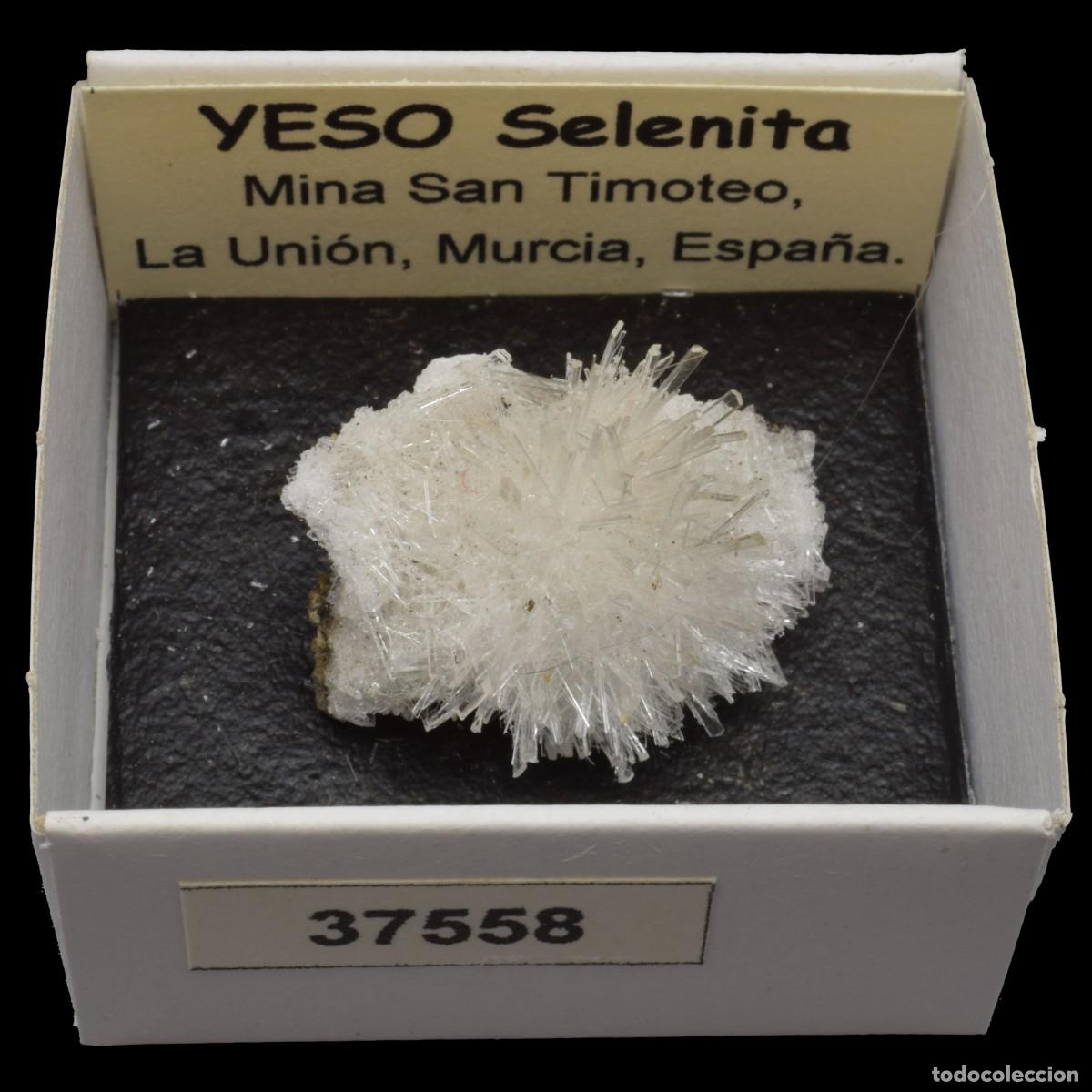 Coleccionismo de minerales: YESO Selenita xx (Mina San Timoteo, Pico del Aguila, Cartagena, Murcia, Espa&ntilde;a) #37558