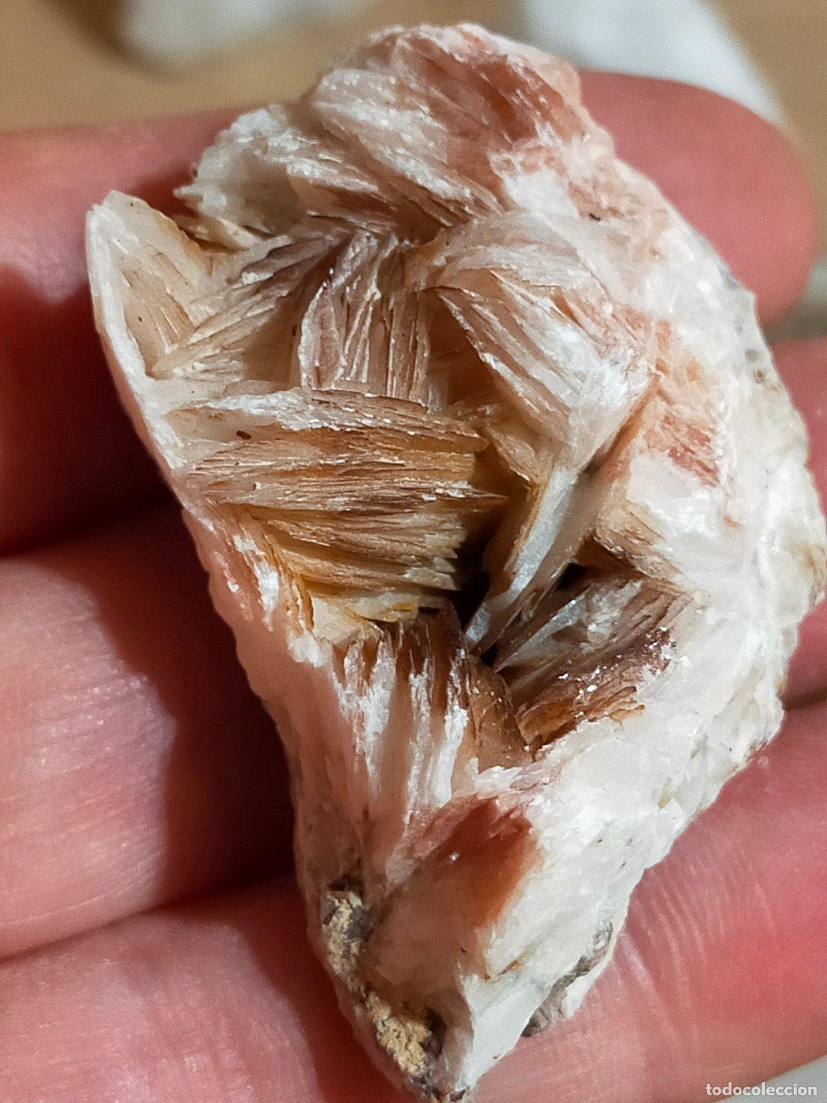 Coleccionismo de minerales: Rosa del Deserto Naturale in Barite e Gesso - Cristallo da Collezione 6.5 cm