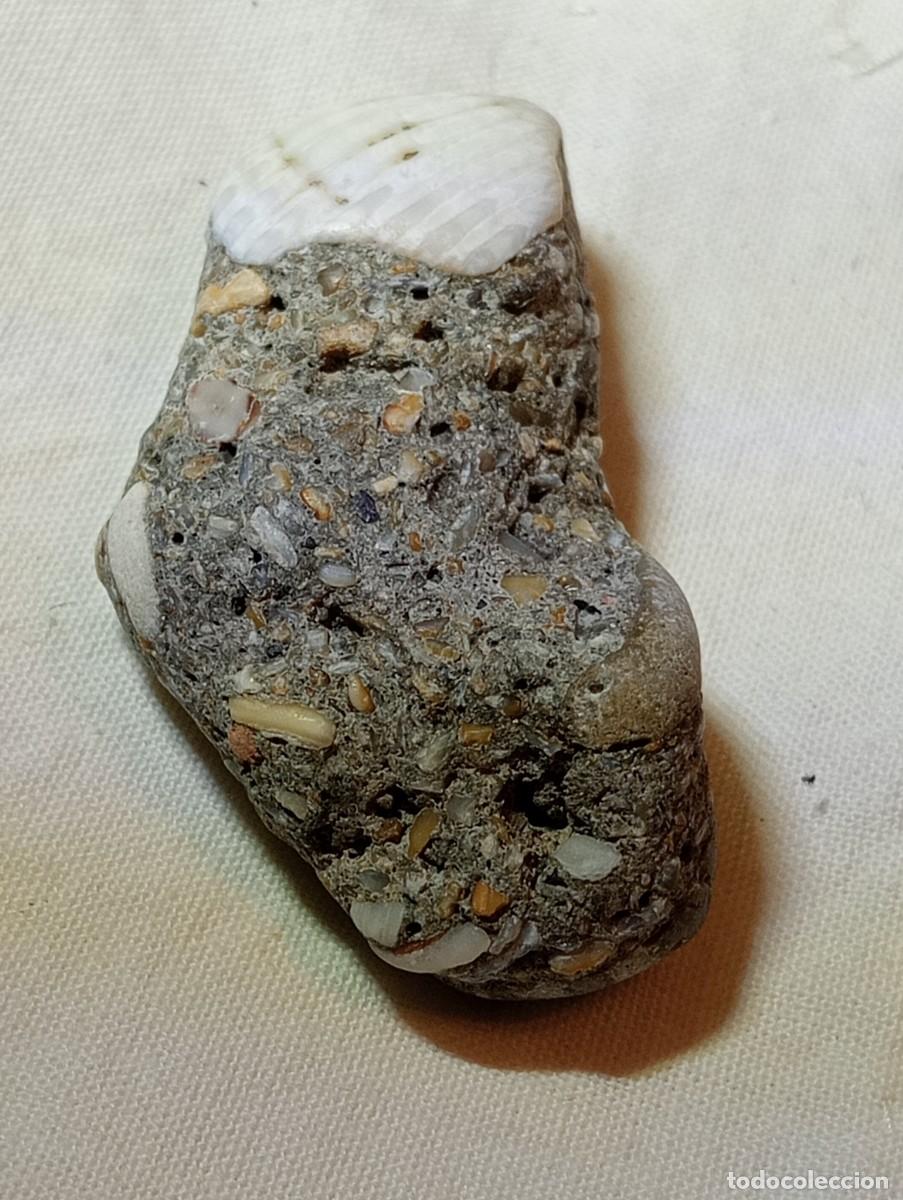 Sammlung von Mineralien: CONGLOMERADO CON F&Oacute;SIL DEL MIOCENO (SIN USAR)
