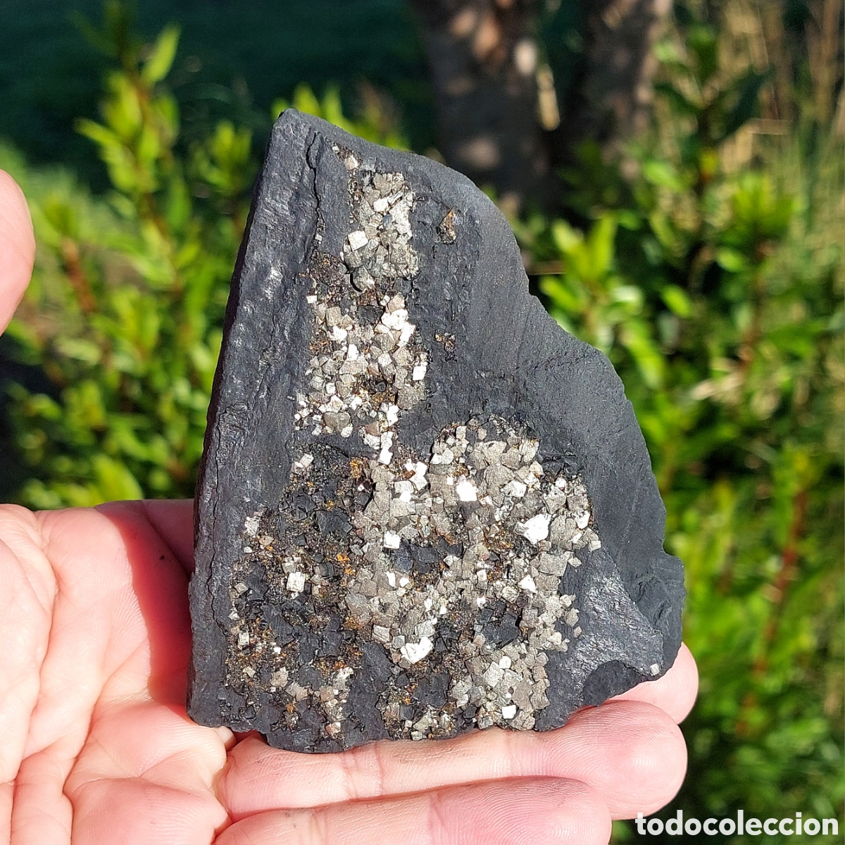 Coleccionismo de minerales: Shungita en Bruto con Mineral de Pirita