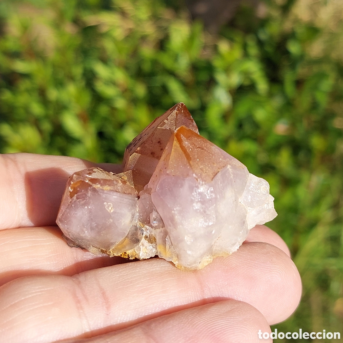Coleccionismo de minerales: Cuarzo Amatista Natural Cluster