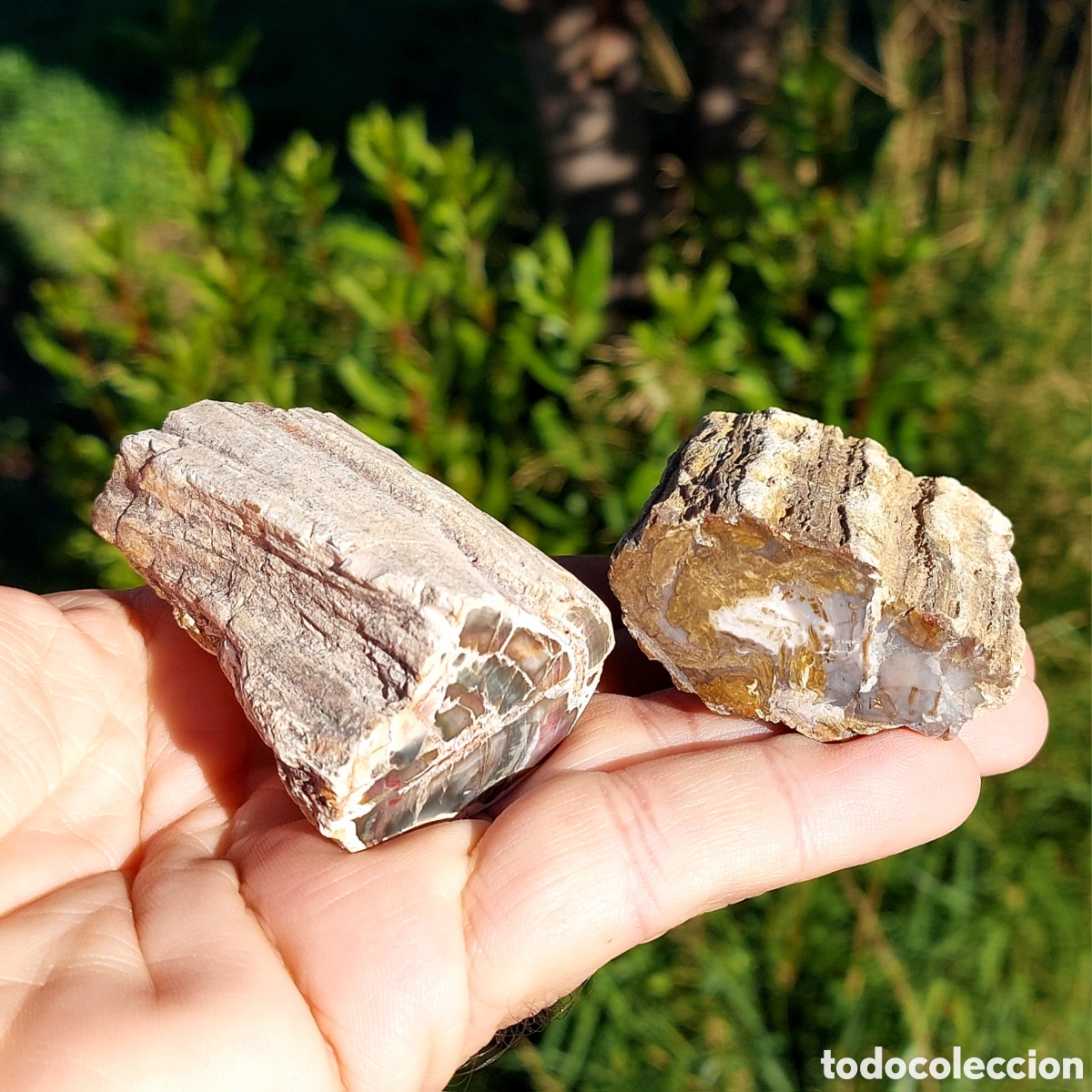 Coleccionismo de minerales: Madera Mineral de Madagascar 2 Ejemplares