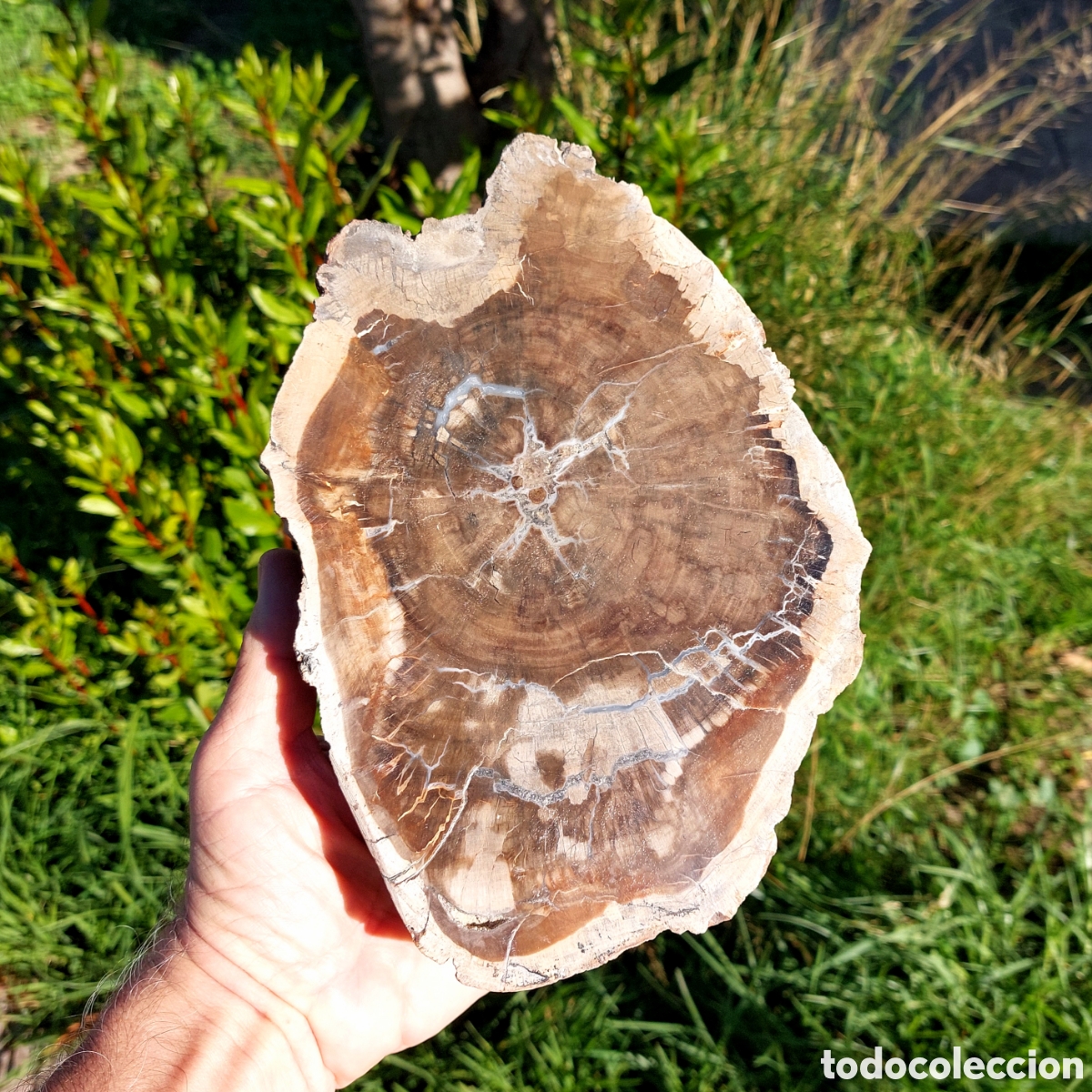 Coleccionismo de minerales: Madera Xil&oacute;palo Gran Tama&ntilde;o Madagascar 2,7 Kg
