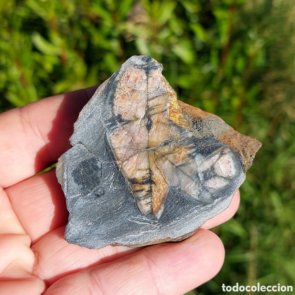 Coleccionismo de minerales: Quiastolita Andalucita de Asturias Espa&ntilde;a