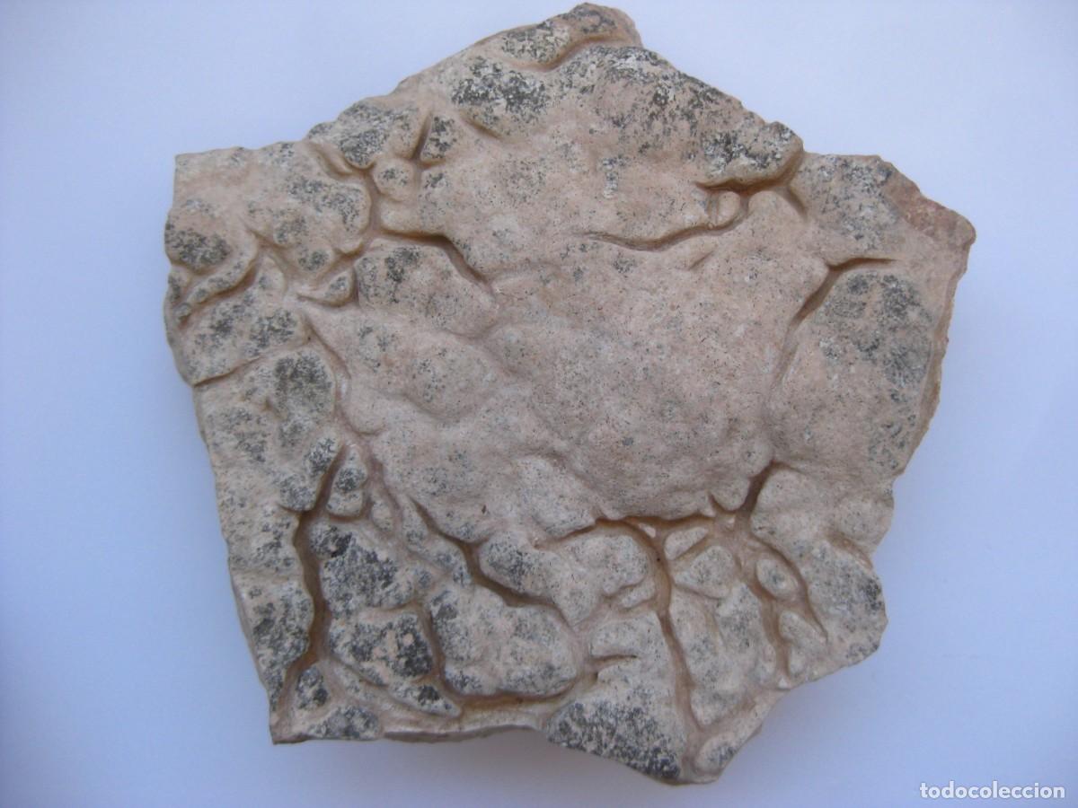 Coleccionismo de minerales: ROCA CALIZA COSTRA (CARTAGENA)