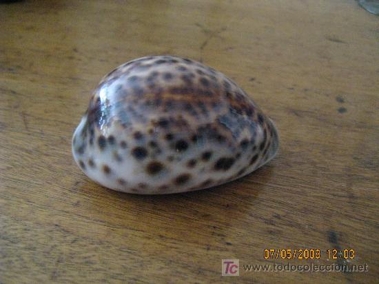 Coleccionismo de moluscos: caracola de coleccion - Foto 1