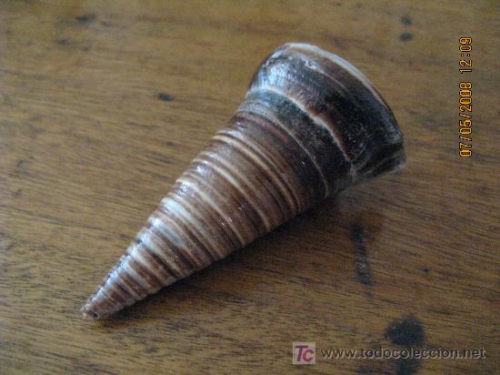 Coleccionismo de moluscos: caracola de coleccion - Foto 1