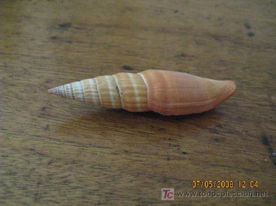 Coleccionismo de moluscos: caracola de coleccion - Foto 1