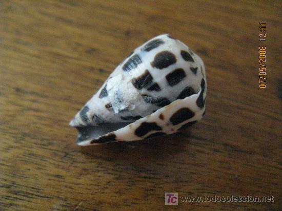 Coleccionismo de moluscos: caracola de coleccion - Foto 1