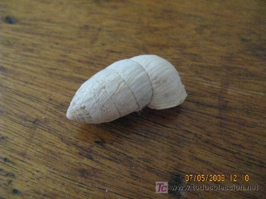 Coleccionismo de moluscos: caracola de coleccion - Foto 1