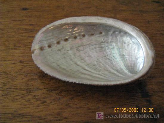Coleccionismo de moluscos: caracola de coleccion - Foto 1