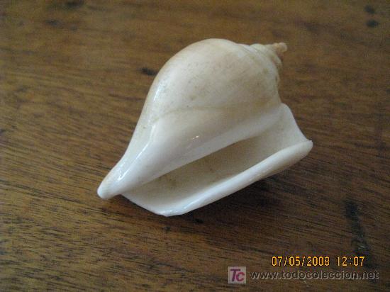 Coleccionismo de moluscos: caracola de coleccion - Foto 1