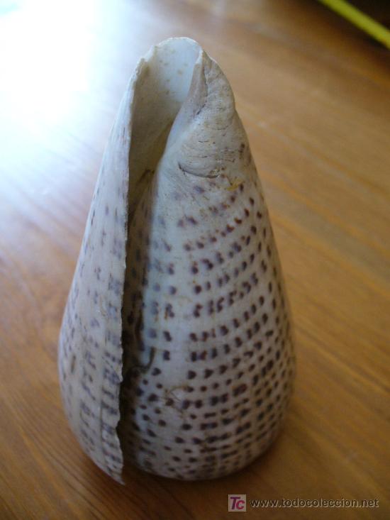 Coleccionismo de moluscos: CONUS - Foto 1