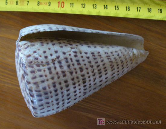 Coleccionismo de moluscos: CONUS - Foto 4