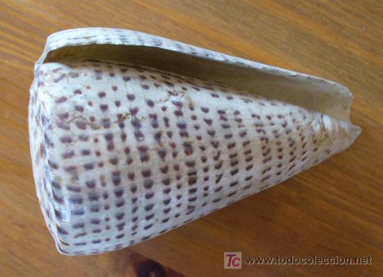 Coleccionismo de moluscos: CONUS - Foto 3