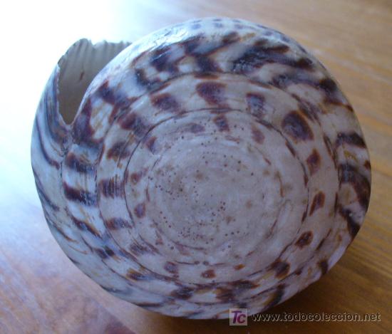 Coleccionismo de moluscos: CONUS - Foto 2