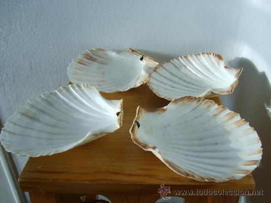 Coleccionismo de moluscos: CUATRO    CONCHAS - Foto 1