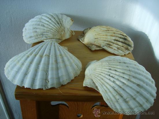 Coleccionismo de moluscos: CUATRO    CONCHAS - Foto 2