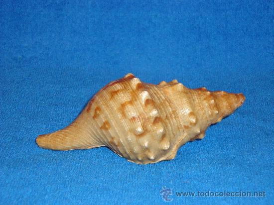 Coleccionismo de moluscos: CARACOLA 16 CM - Foto 1