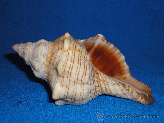 Coleccionismo de moluscos: CARACOLA 14 CM - Foto 1