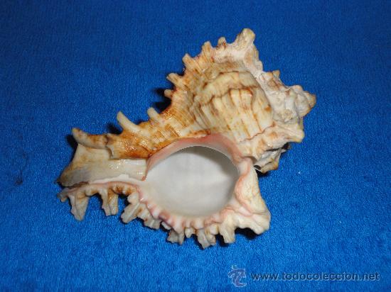 Coleccionismo de moluscos: CARACOLA 12 CM - Foto 1