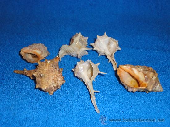 Coleccionismo de moluscos: 6 CARACOLAS DE 4 A 6 CM - Foto 1