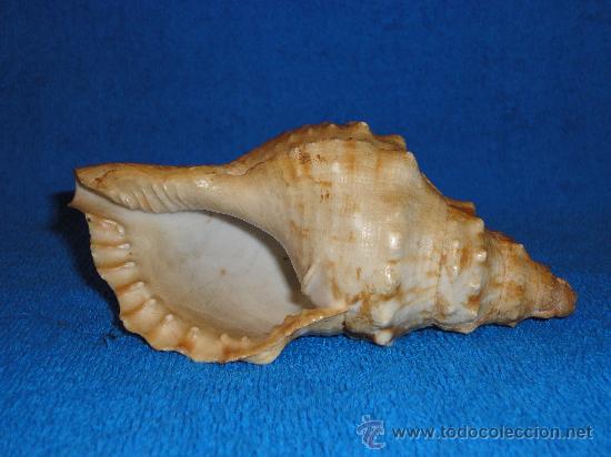 Coleccionismo de moluscos: CARACOLA 16 CM - Foto 2