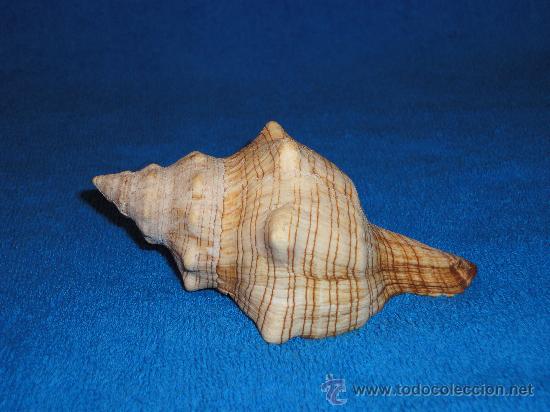 Coleccionismo de moluscos: CARACOLA 14 CM - Foto 2