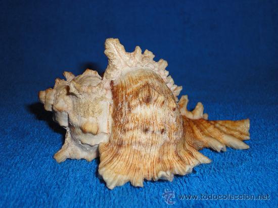 Coleccionismo de moluscos: CARACOLA 12 CM - Foto 2