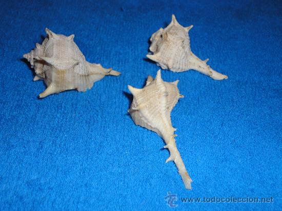 Coleccionismo de moluscos: 6 CARACOLAS DE 4 A 6 CM - Foto 3