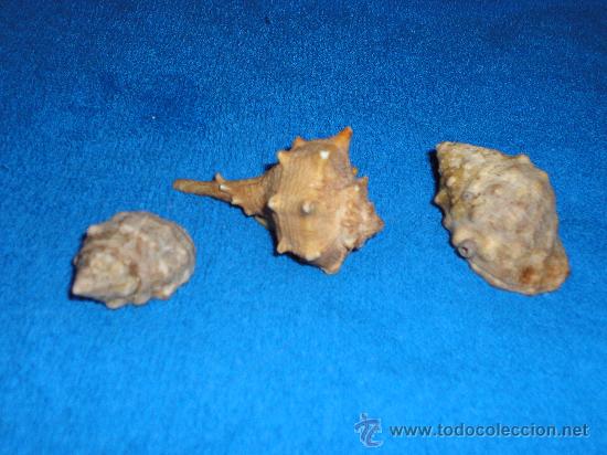 Coleccionismo de moluscos: 6 CARACOLAS DE 4 A 6 CM - Foto 2