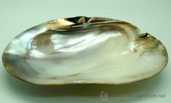 Coleccionismo de moluscos: Concha n&aacute;car marina 18 cm - Foto 2
